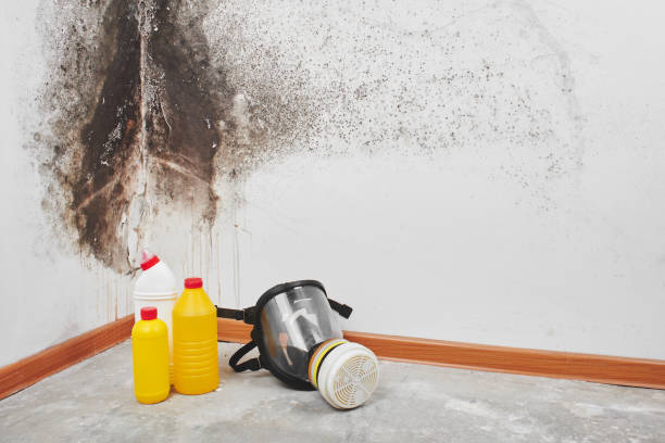 Best Post-Flood Mold Remediation in Plattsburg, MO